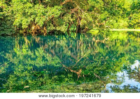 Reflection in Matevulu Creek - Espiritu Santo Vanuatu