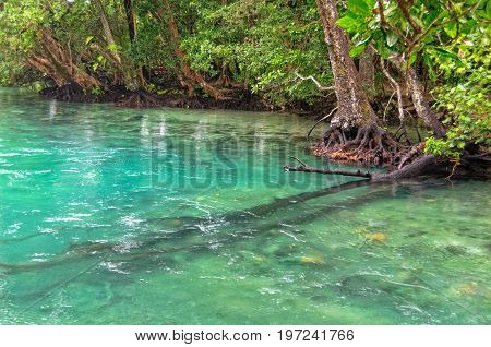 Crystal clear Matevulu Creek - Espiritu Santo, Vanuatu