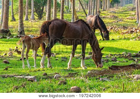 Grazing mares and a foul among coconut trees - Espiritu Santo Vanuatu
