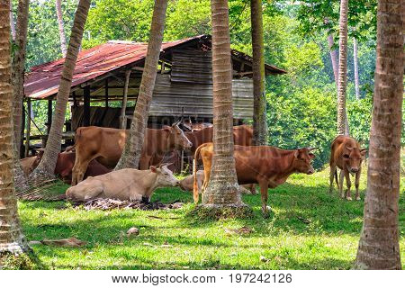 Grazing cattle among coconut trees - Espiritu Santo, Vanuatu