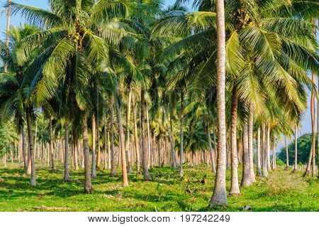 Coconut palm tree plantation - Espiritu Santo Vanuatu
