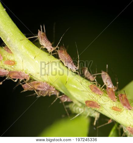 aphids on the plant. close . A photo