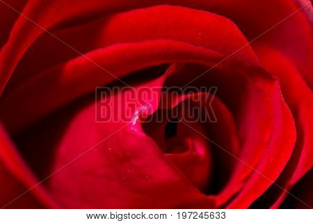 red rose as a background. close . A photo