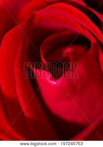red rose as a background. close . A photo