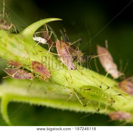 aphids on the plant. close . A photo