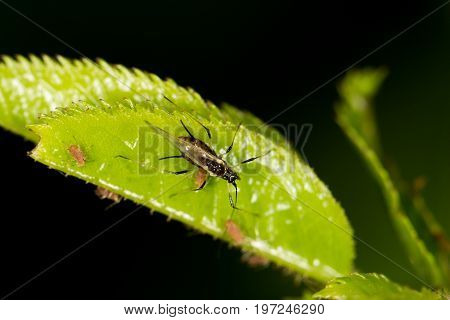 aphids on the plant. close . A photo