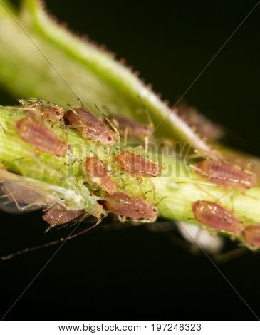 aphids on the plant. close . A photo