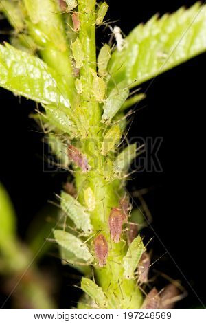 aphids on the plant. close . A photo