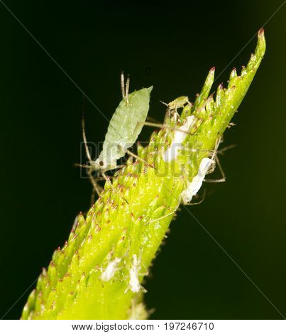 aphids on the plant. close . A photo
