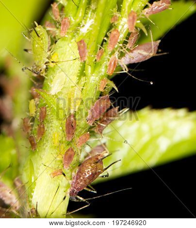 aphids on the plant. close . A photo