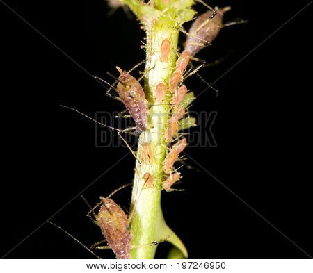 aphids on the plant. close . A photo