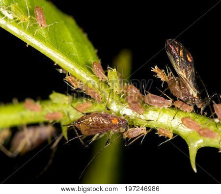 aphids on the plant. close . A photo