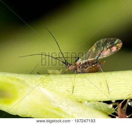aphids on the plant. close . A photo