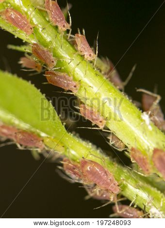 aphids on the plant. close . A photo