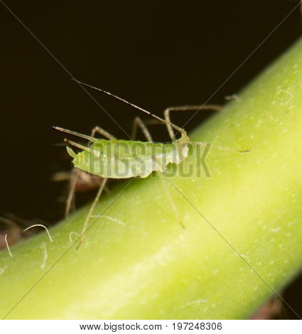 aphids on the plant. close . A photo