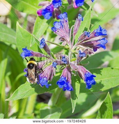 Pulmonaria softest ( lat. Pulmonaria mollis ). Flowering plants and bumblebee ( lat. Bombus ) collecting nectar