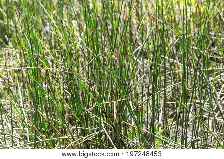 Horsetail wintering ( lat. Equisetum hyemale ). Wild herb Siberia