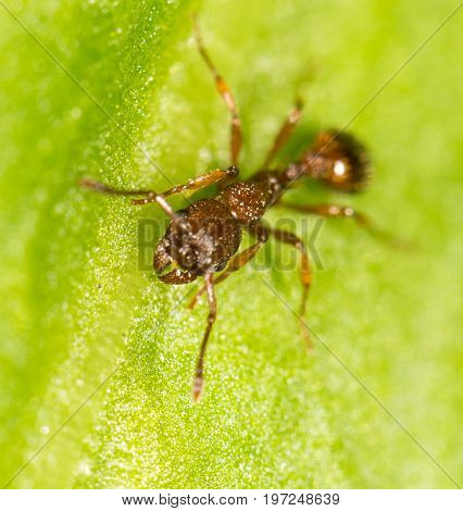 Ant on a green leaf. close . A photo