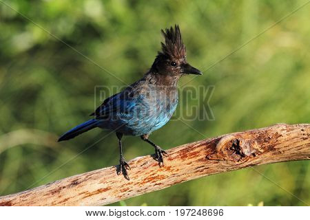 Stellers Jay (Cyanocitta stelleri) on a perch with a green background