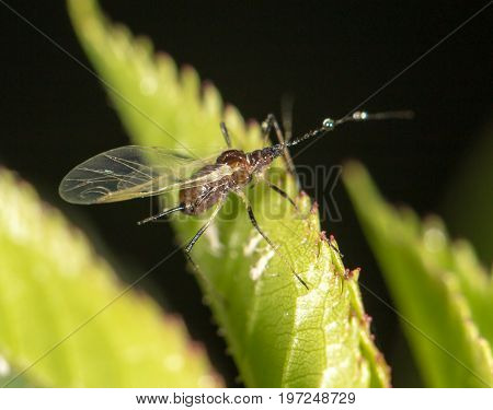 aphids on the plant. close . A photo