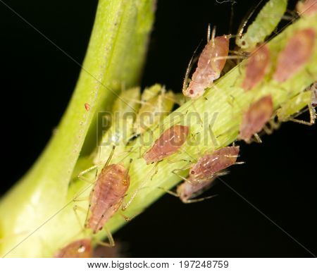 aphids on the plant. close . A photo
