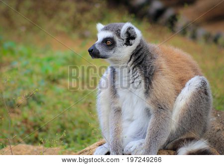 The ring-tailed lemur (Lemur catta) is a large strepsirrhine primate and the most recognized lemur due to its long black and white ringed tail.