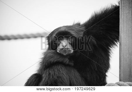 The siamang (Symphalangus syndactylus) is an arboreal black-furred gibbon