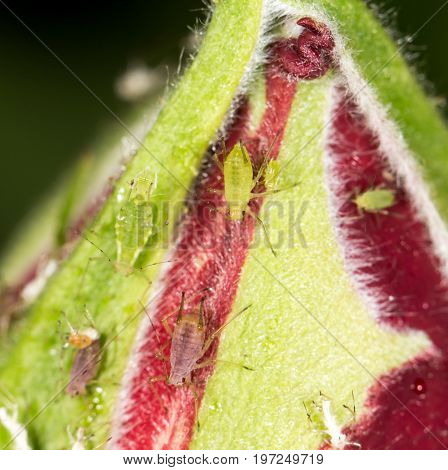 aphids on the plant. close . A photo