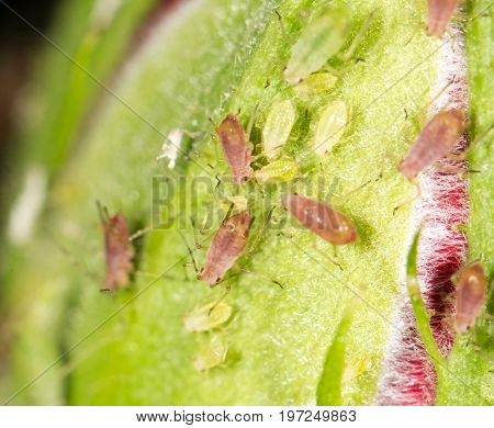 aphids on the plant. close . A photo