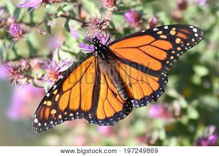 Monarch Butterfly (danaus plexippus) on fall flowers