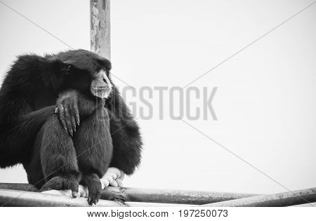 A Siamang Gibbon (Symphalangus syndactylus) with copy space