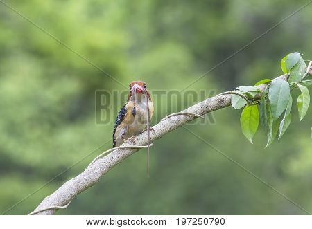 The banded kingfisher bird stand on the tree
