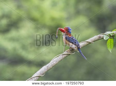 beautiful male banded kingfisher (Lacedo pulchella) in Thai forest