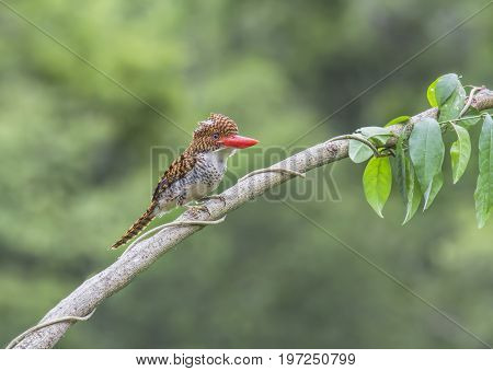 Banded Kingfisher Lacedo pulchella Female Birds of Thailand