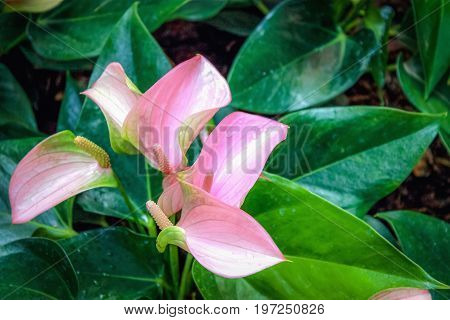 Close up image of pink Flamingo Lilies (Anthurium sonate)