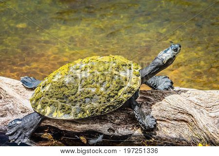 Image of a Yellow-spotted Amazon turtle - Podocnemis unifilis