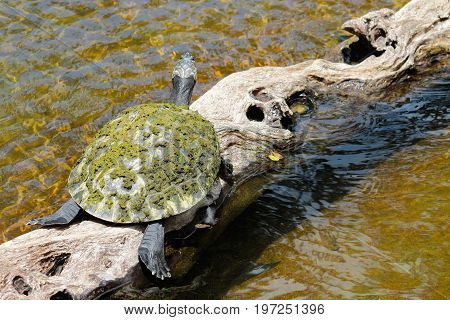 Image of a Yellow-spotted Amazon turtle - Podocnemis unifilis