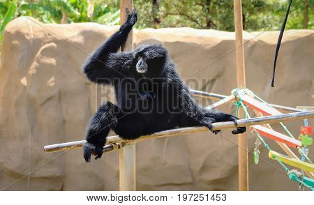 Image of a Siamang Gibbon (Symphalangus syndactylus)