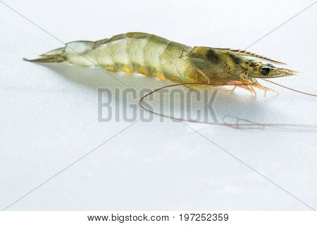 White shrimp exports a good-looking, good-looking, white-on-white animal, another important export-earner to income-producing countries.