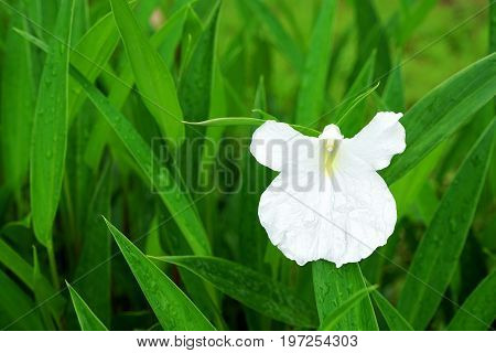 Boesenbergia alba Caulokaempferia alba K. Larsen & R.M. Sm. or Boesenbergia thailandica. White wild flower with rain drops in Phu Hin Rong Kla National Park Phitsanulok Thailand