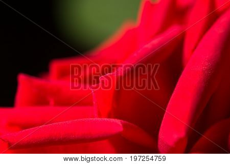 red rose as a background. close . A photo