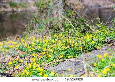 Lesser Celandine Or Ranunculus Ficaria Flowers Macro Closeup With River