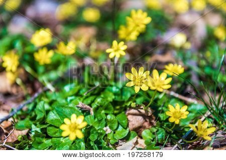 Lesser Celandine Or Ranunculus Ficaria Flowers Macro Closeup