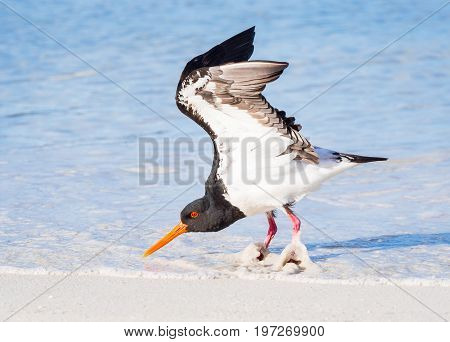A Pied Oystercatcher foraging on the beach at Rottnest Island, near Perth in Western Australia.