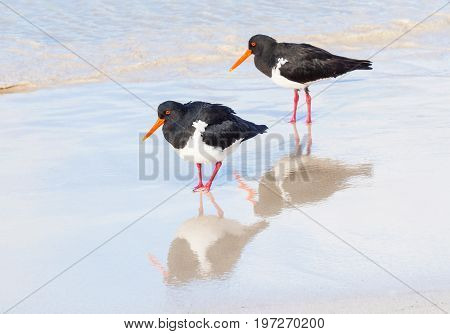 A pair of Pied Oystercatchers on the beach at Rottnest Island, near Perth in Western Australia. With reflections.