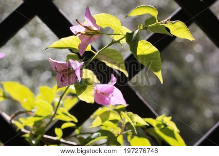 Bougainvillea on fence at the house garden