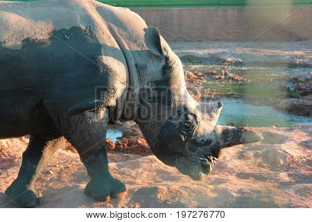 Rhinoceros in the mud at the zoo