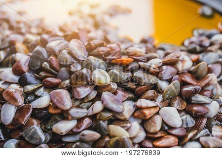 Shell Pickle Salty Thai Seafood Preservation. Pickled Banded Wedge Shell.
