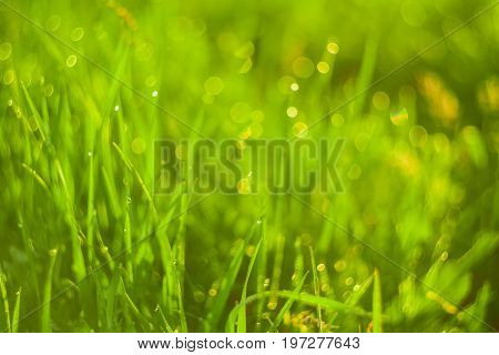 Vivid background of green grass and drops of morning dew