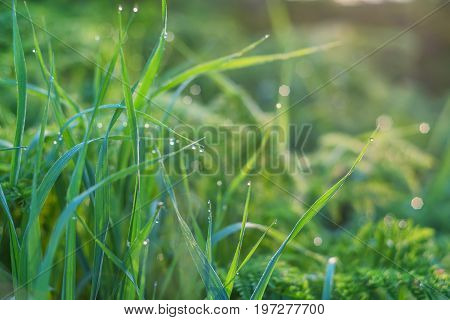 Vivid background of green grass and drops of morning dew